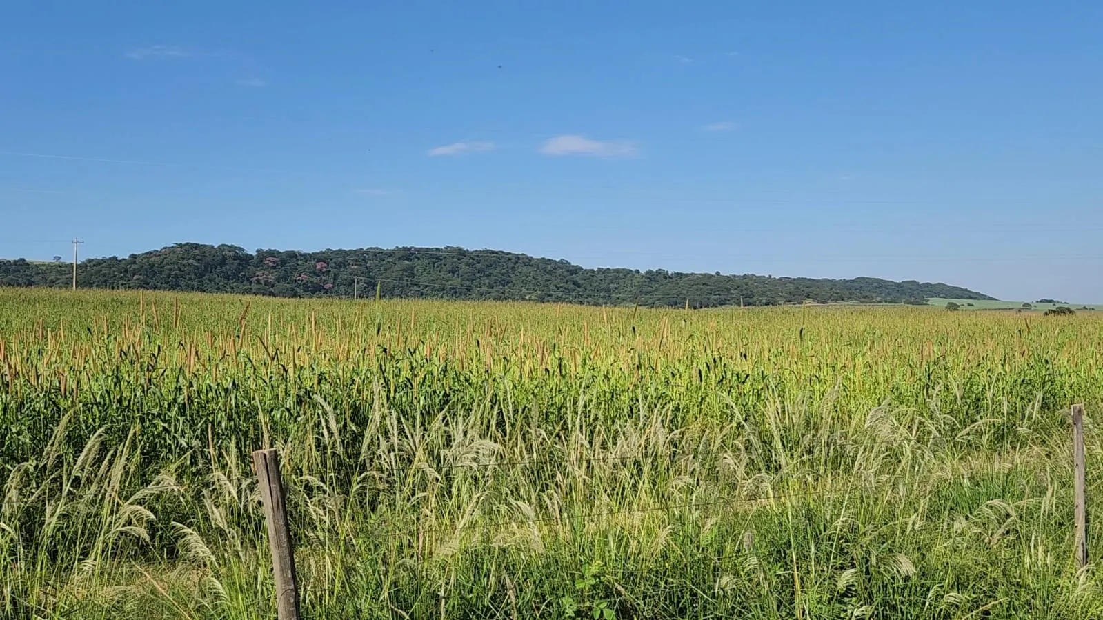 Fazenda à venda de 212 ha em Brotas, SP, Brasil
