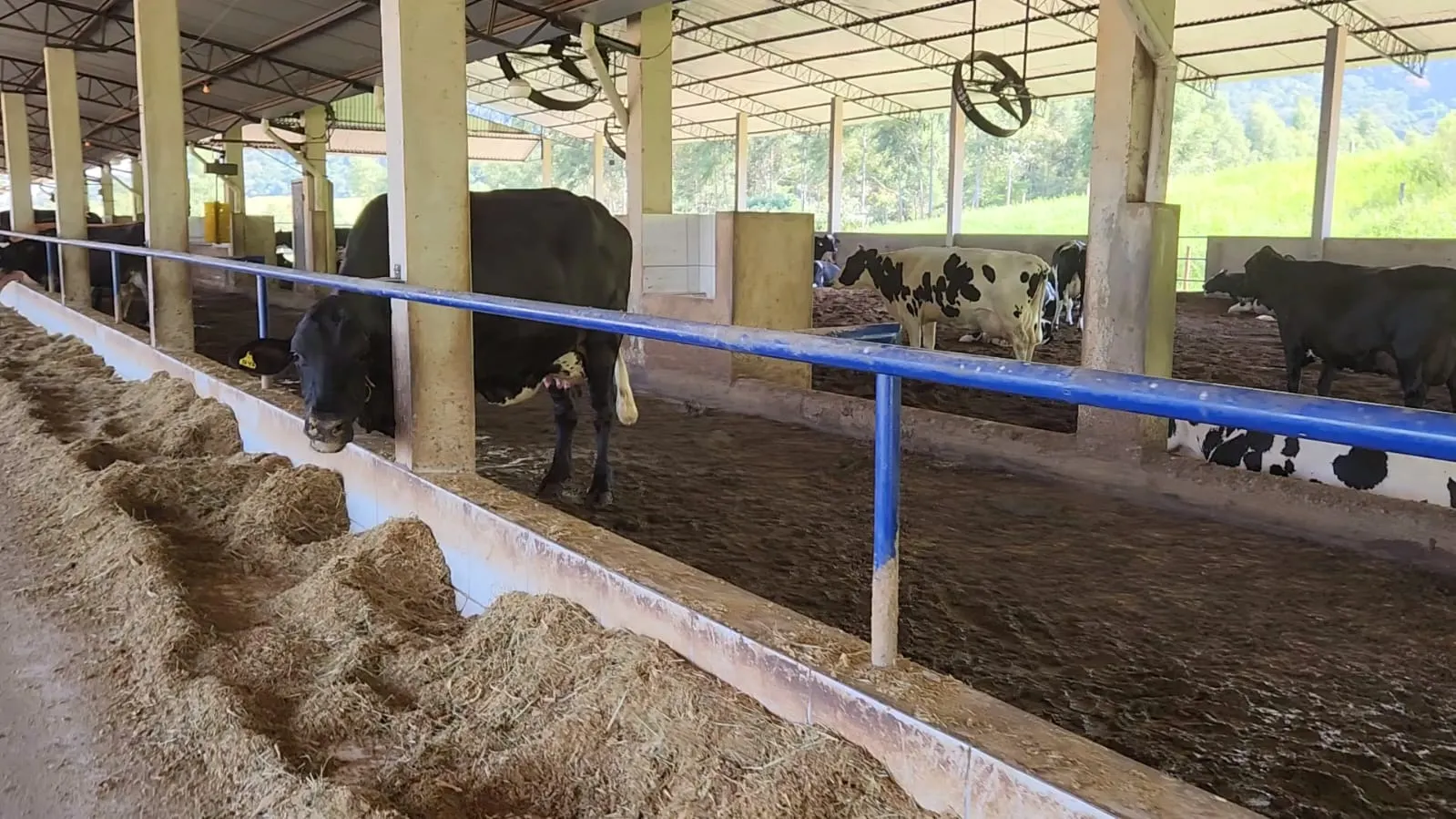 Fazenda à venda de 212 ha em Brotas, SP, Brasil