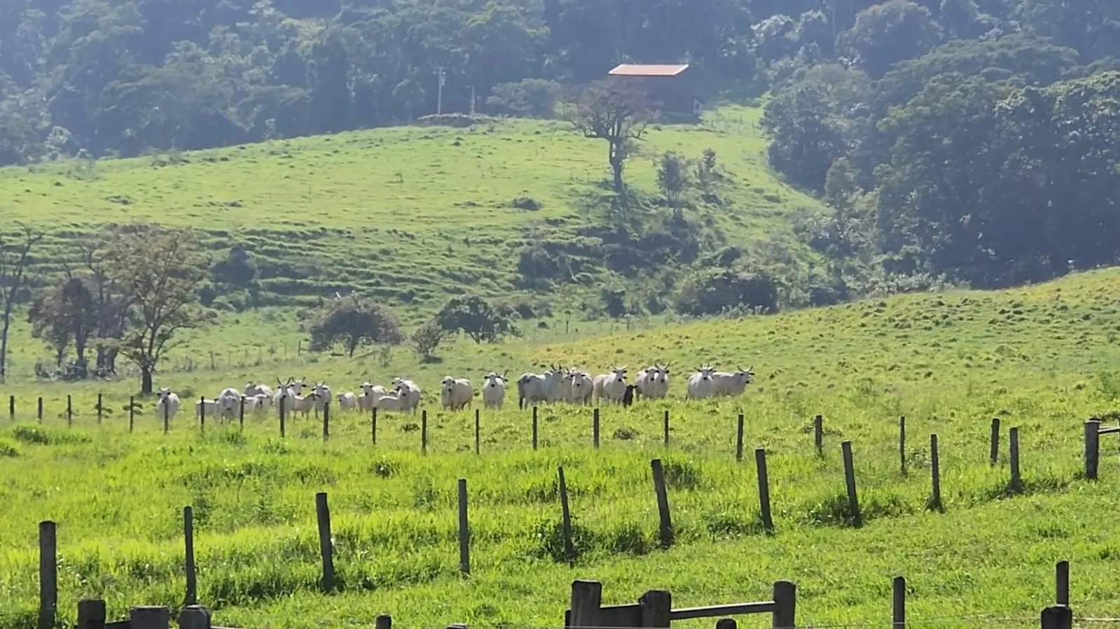 Fazenda à venda de 212 ha em Brotas, SP, Brasil