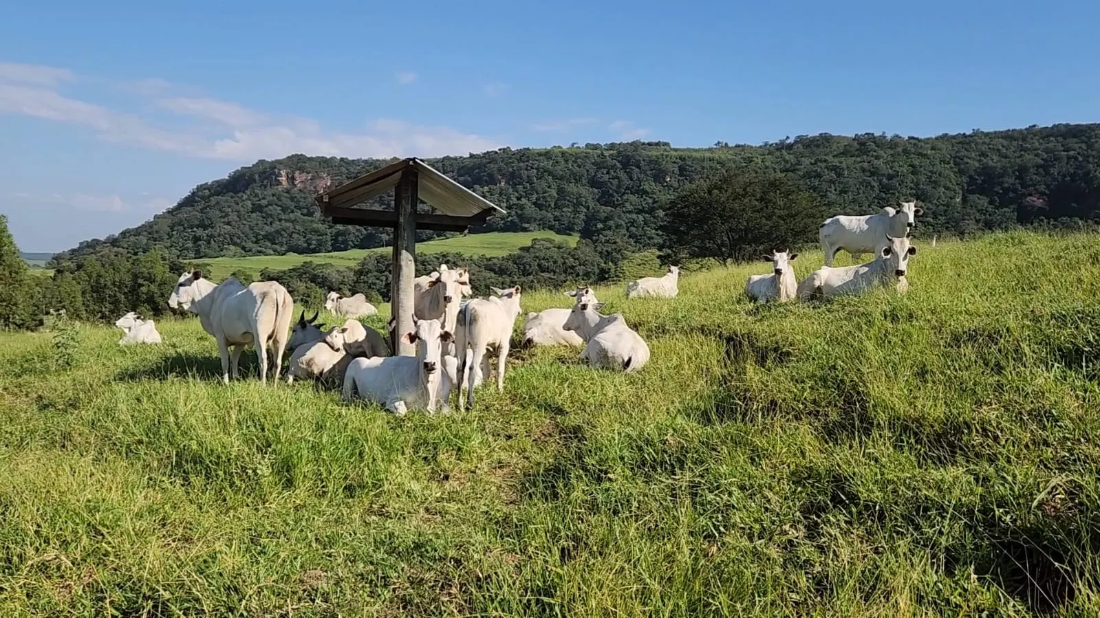 Fazenda à venda de 212 ha em Brotas, SP, Brasil