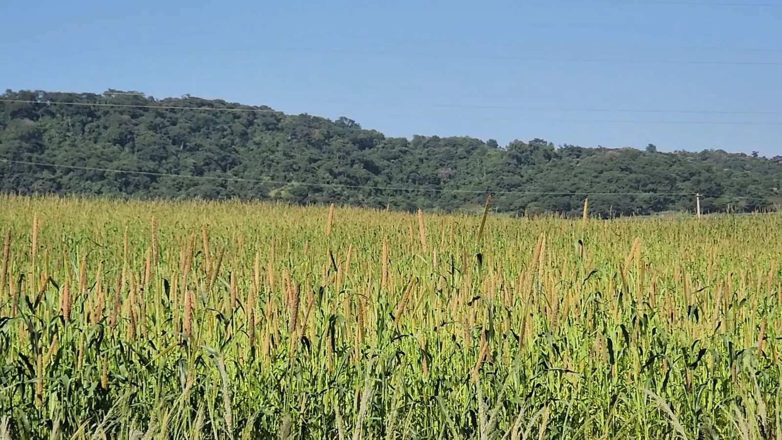 Fazenda à venda de 212 ha em Brotas, SP, Brasil