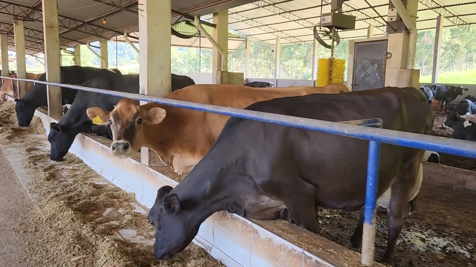 Fazenda à venda de 212 ha em Brotas, SP, Brasil