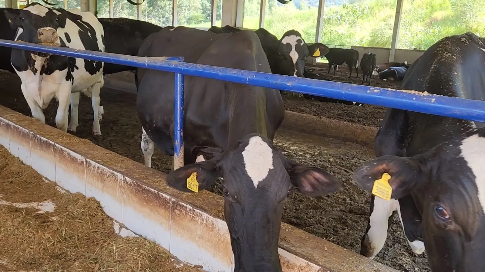 Fazenda à venda de 212 ha em Brotas, SP, Brasil