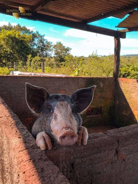 Fazenda à venda de 207 ha em Juscimeira, MT, Brasil