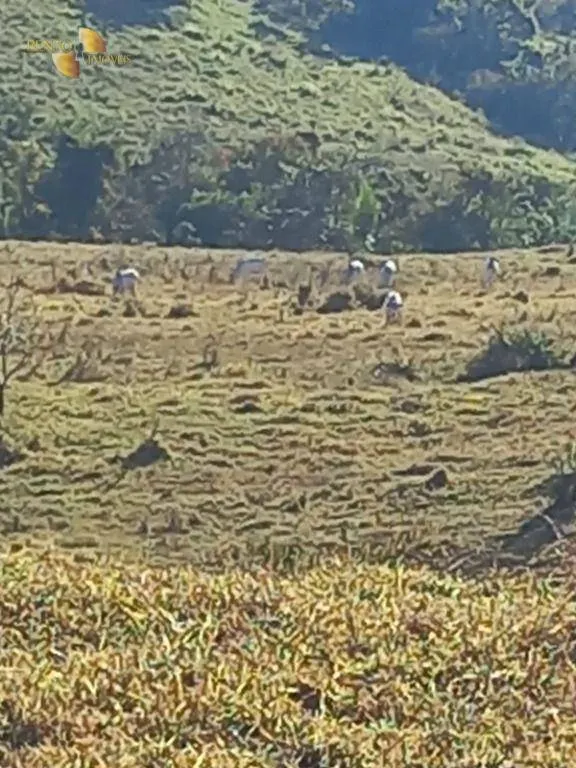 Fazenda à venda de 207 ha em Juscimeira, MT, Brasil