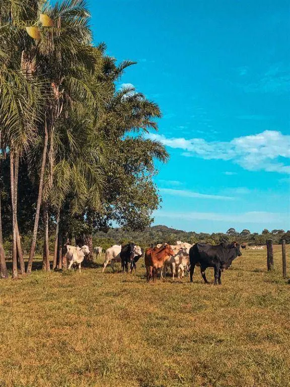 Fazenda à venda de 207 ha em Juscimeira, MT, Brasil