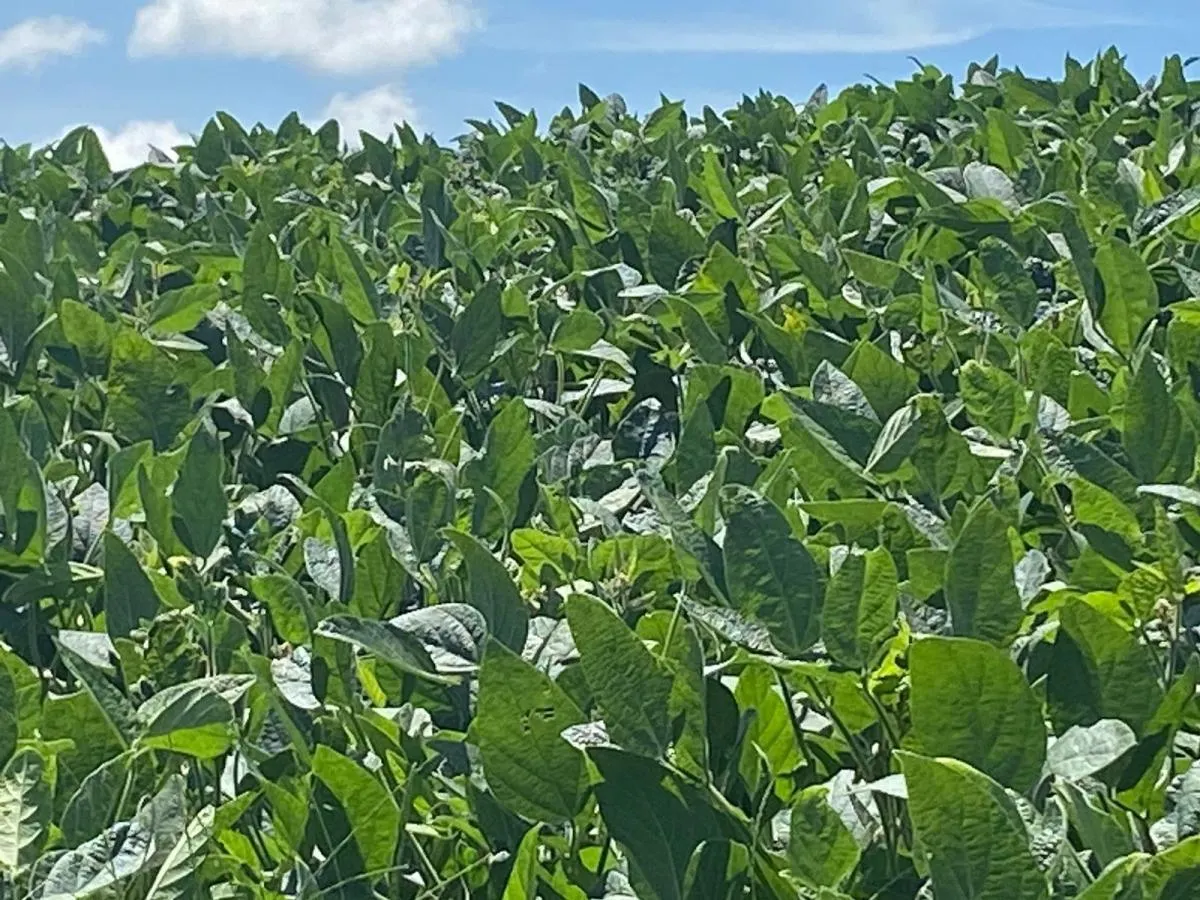 Fazenda à venda de 140 ha em Itapetininga, SP, Brasil