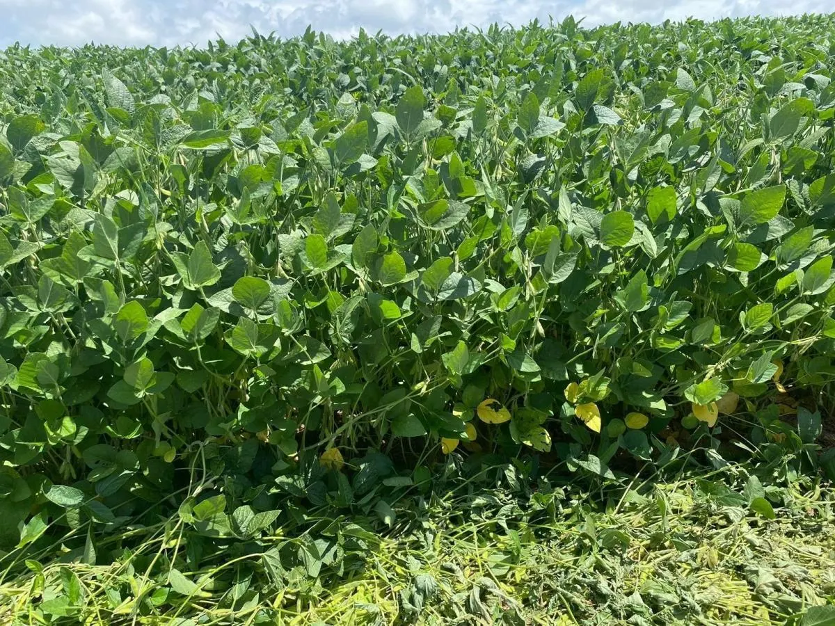 Fazenda à venda de 140 ha em Itapetininga, SP, Brasil