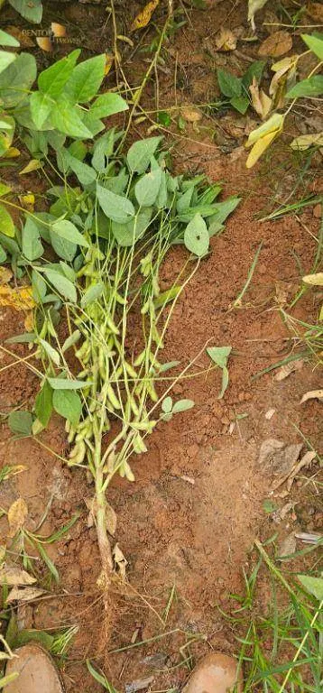 Farm for sale and to rent of 1,297 acres in Sinop, MT, Brazil