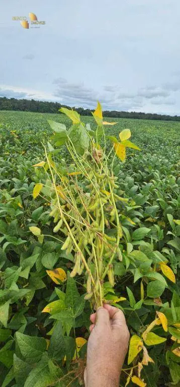 Farm for sale and to rent of 1,297 acres in Sinop, MT, Brazil