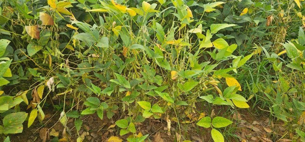 Farm for sale and to rent of 1,297 acres in Sinop, MT, Brazil