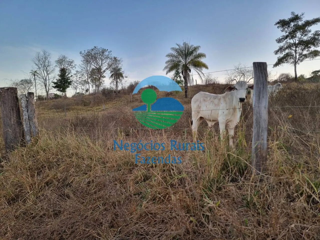 Farm for sale of 2,990 acres in Campinaçu, GO, Brazil