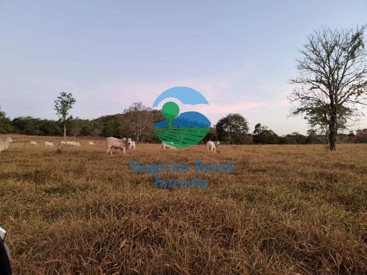 Farm for sale of 2,990 acres in Campinaçu, GO, Brazil