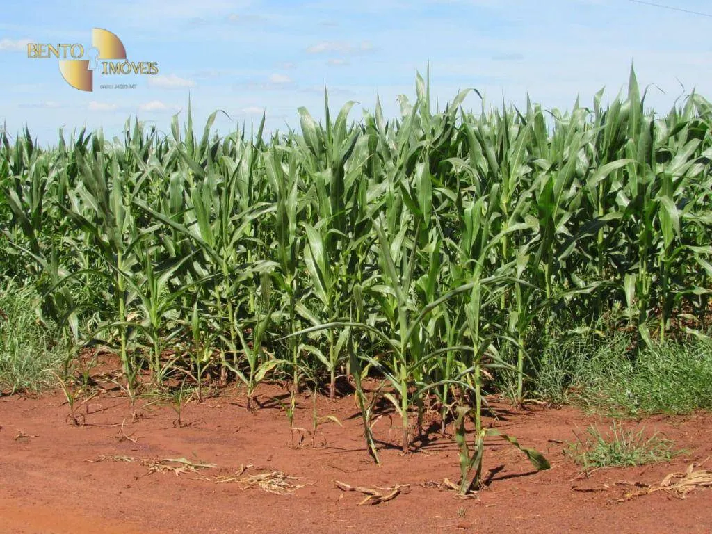 Fazenda à venda e para Arrendar de 305 ha em Jangada, MT, Brasil