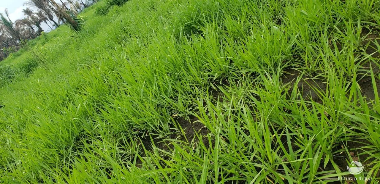 Fazenda à venda de 5.624 ha em Recursolândia, TO, Brasil