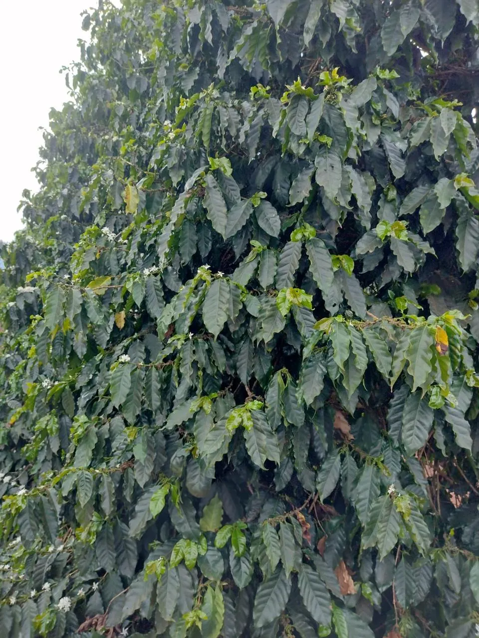 Fazenda à venda de 19 ha em Araguari, MG, Brasil