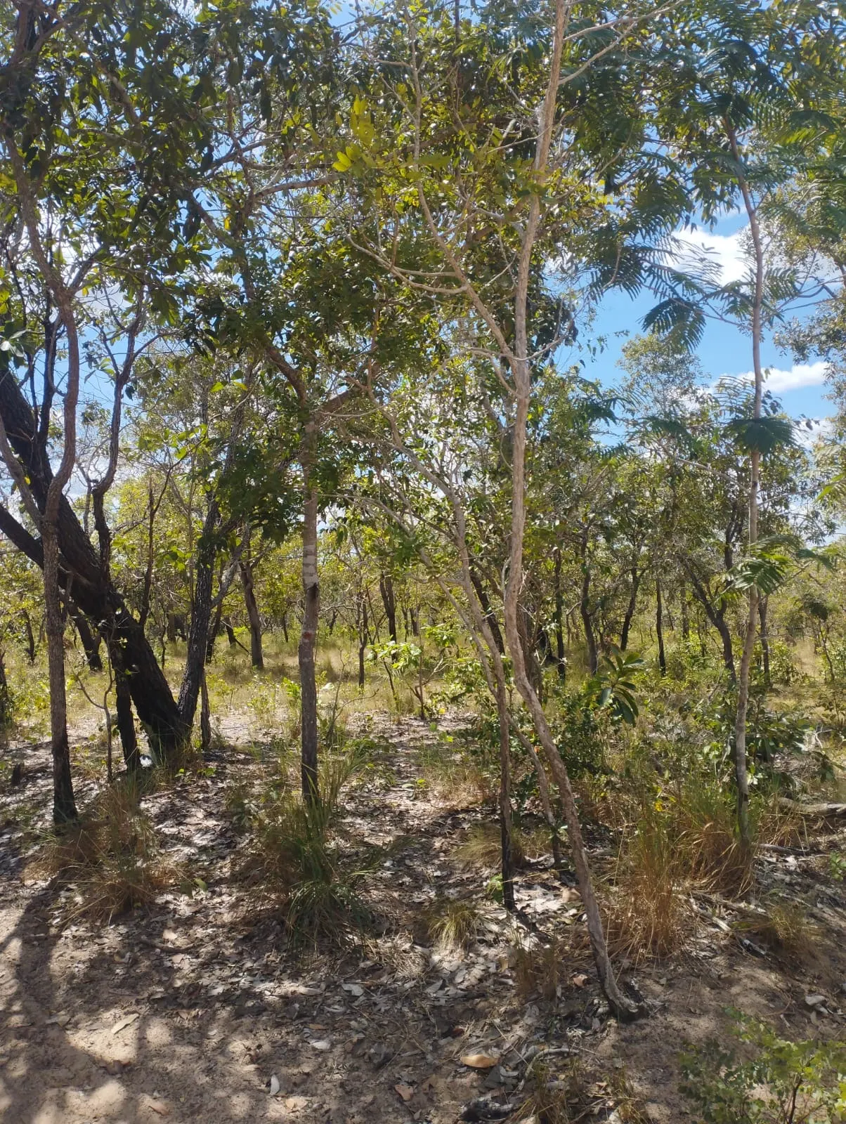 Fazenda à venda e para Arrendar de 1.046 ha em Fernando Falcão, MA, Brasil