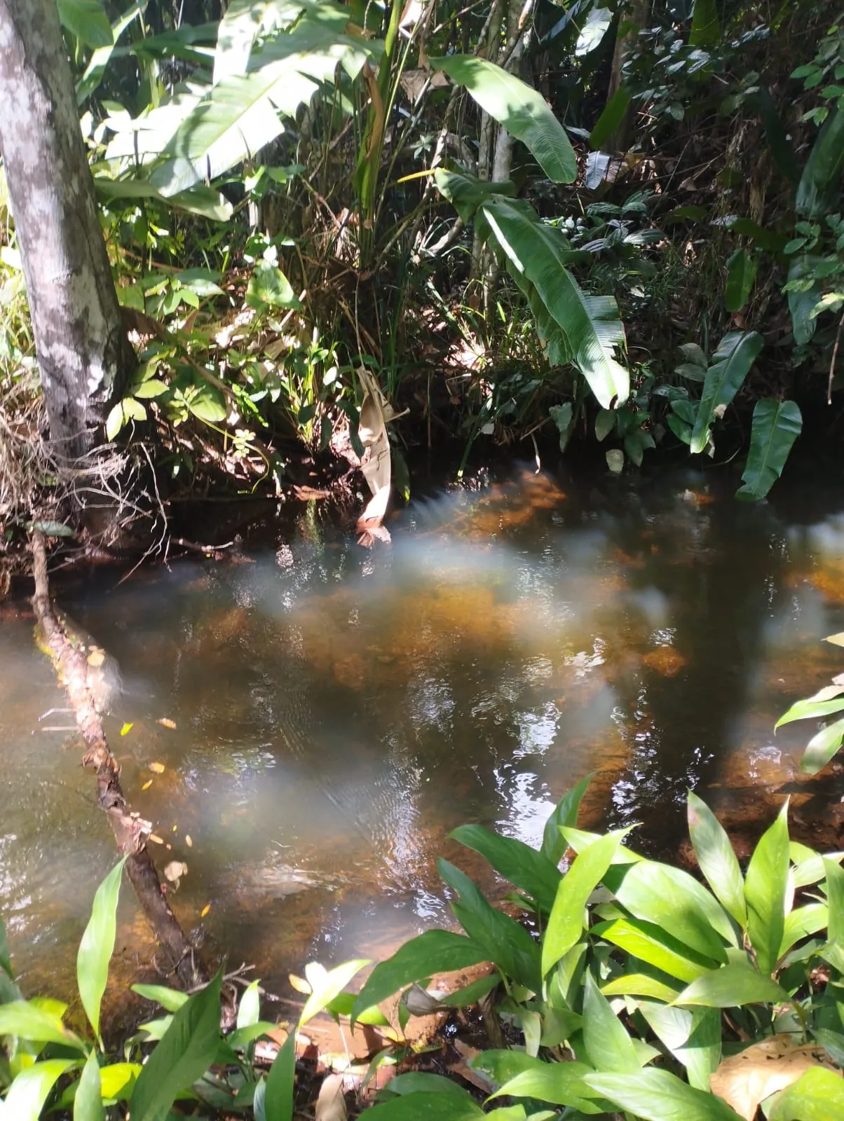 Fazenda à venda e para Arrendar de 1.046 ha em Fernando Falcão, MA, Brasil