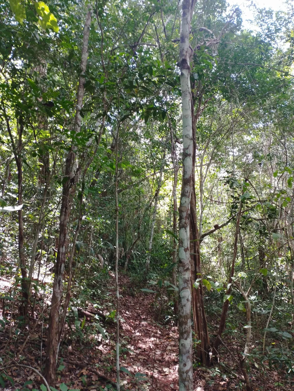 Fazenda à venda e para Arrendar de 1.046 ha em Fernando Falcão, MA, Brasil