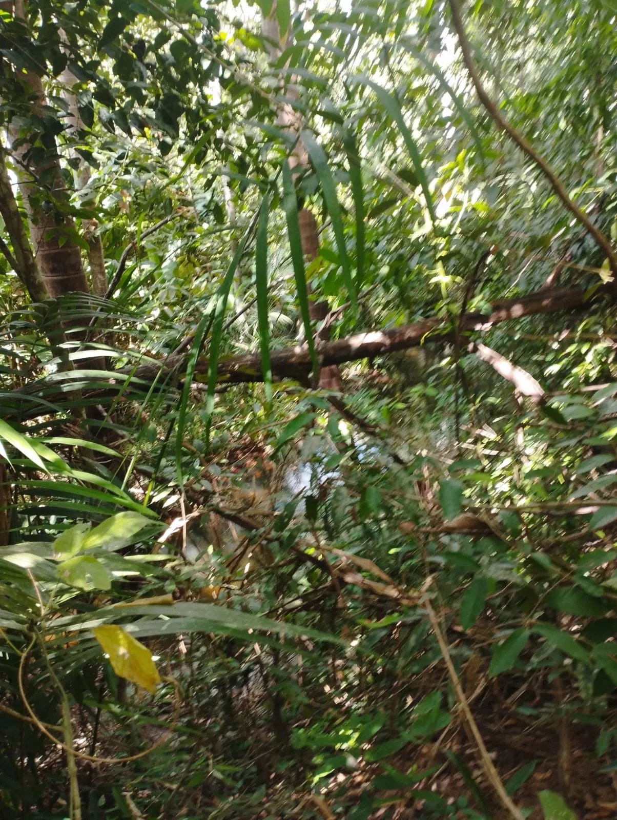 Fazenda à venda e para Arrendar de 1.046 ha em Fernando Falcão, MA, Brasil
