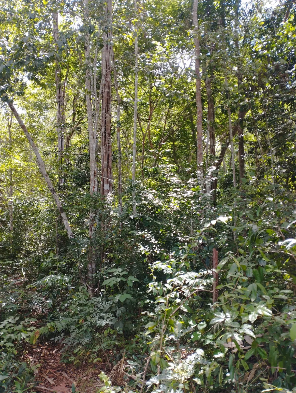 Fazenda à venda e para Arrendar de 1.046 ha em Fernando Falcão, MA, Brasil
