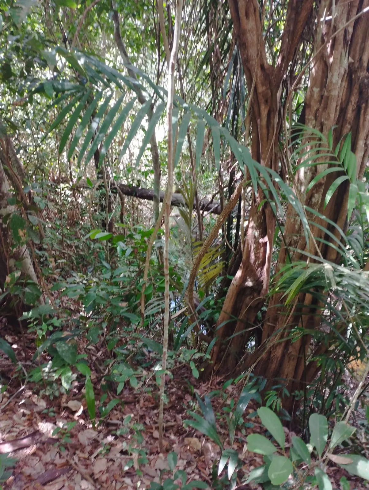 Fazenda à venda e para Arrendar de 1.046 ha em Fernando Falcão, MA, Brasil