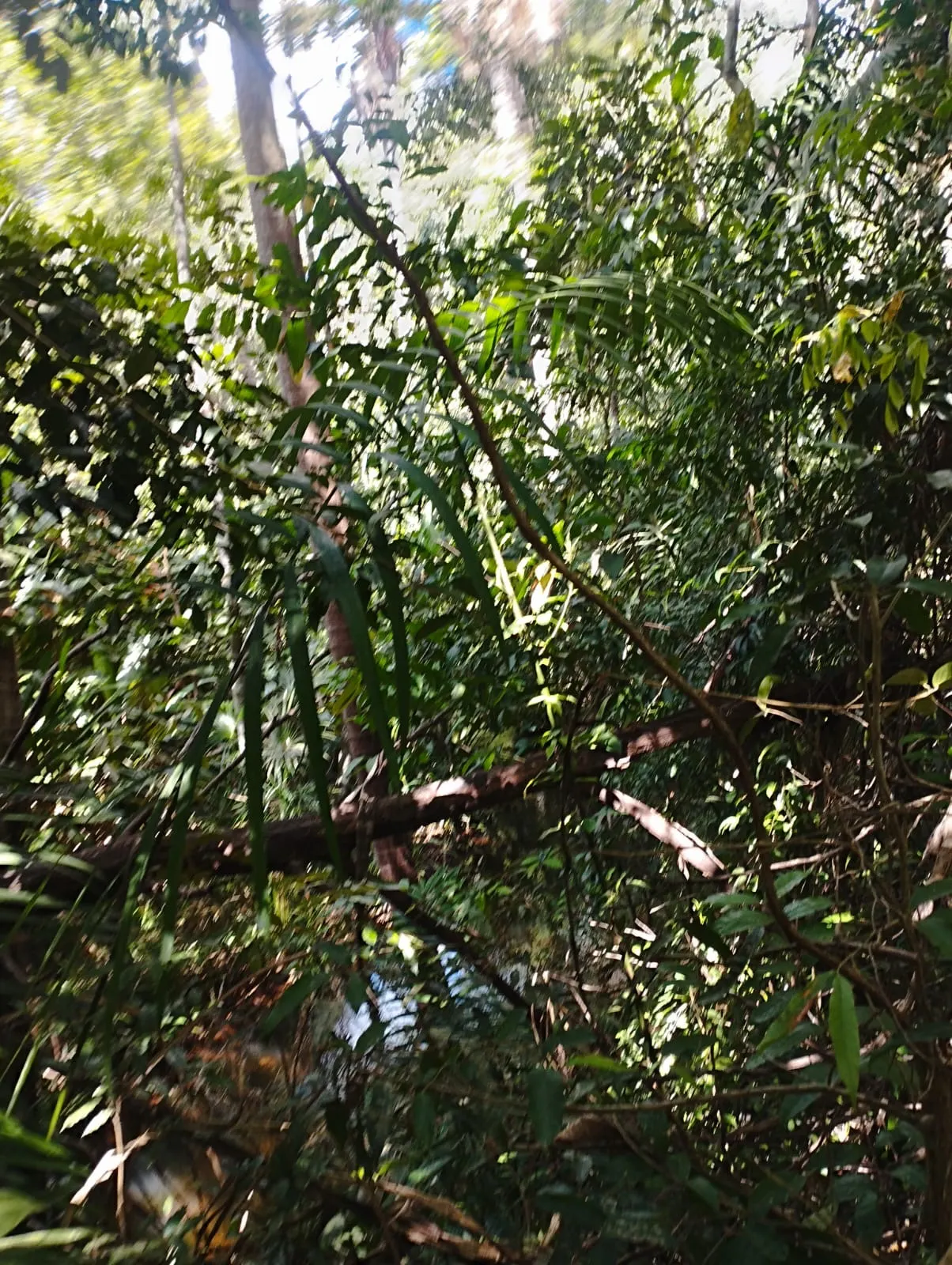 Fazenda à venda e para Arrendar de 1.046 ha em Fernando Falcão, MA, Brasil