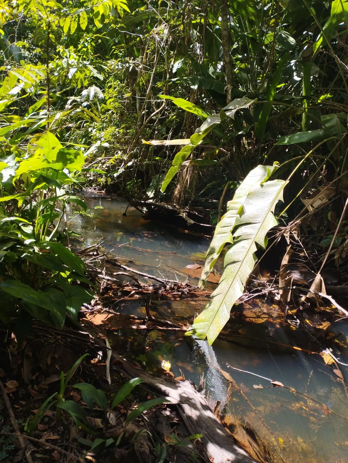 Fazenda à venda e para Arrendar de 1.046 ha em Fernando Falcão, MA, Brasil