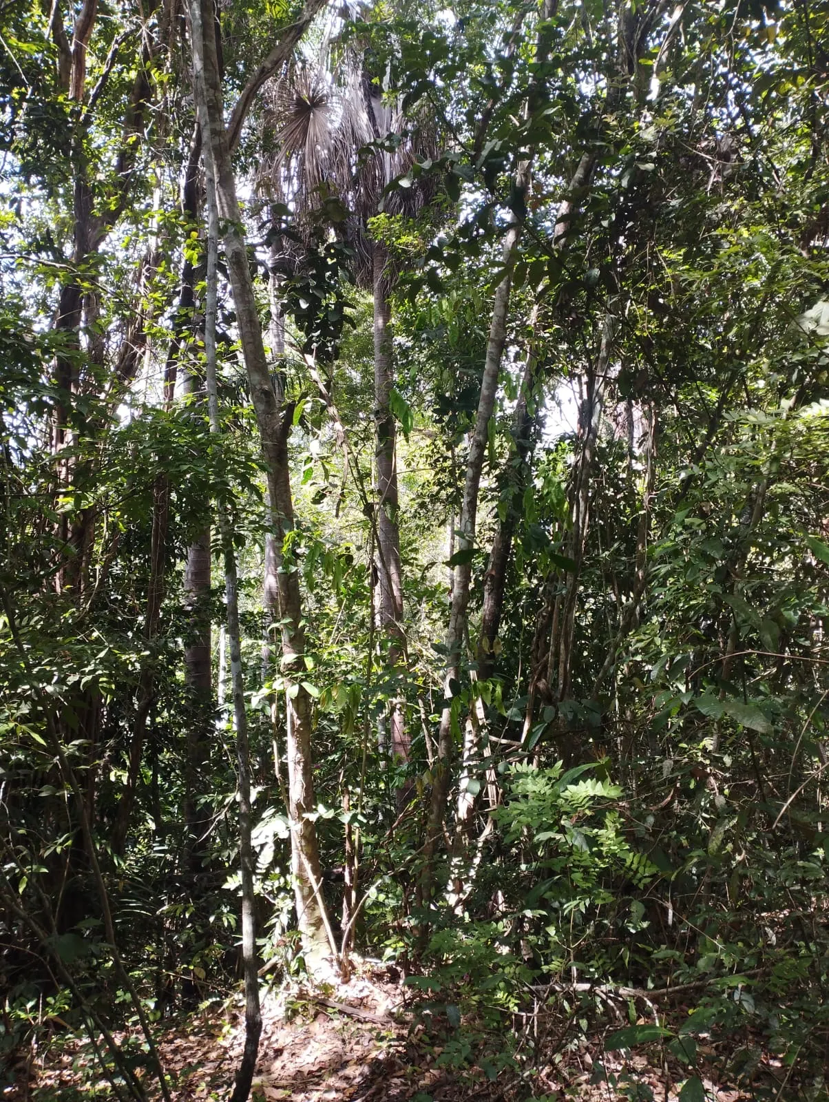 Fazenda à venda e para Arrendar de 1.046 ha em Fernando Falcão, MA, Brasil