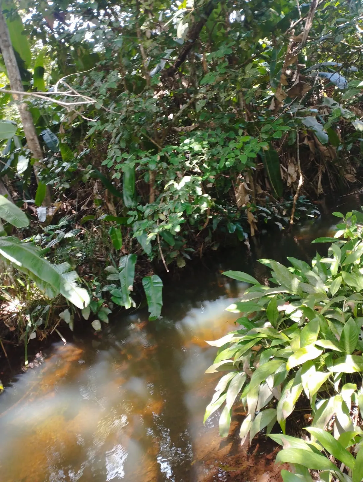 Fazenda à venda e para Arrendar de 1.046 ha em Fernando Falcão, MA, Brasil