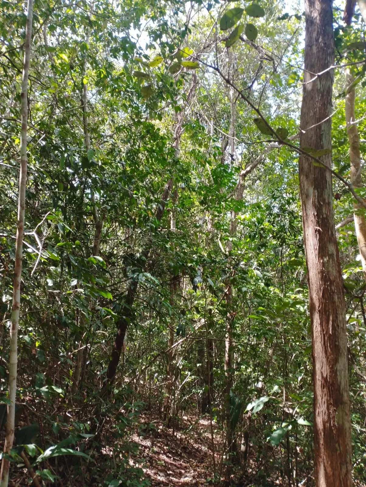 Fazenda à venda e para Arrendar de 1.046 ha em Fernando Falcão, MA, Brasil
