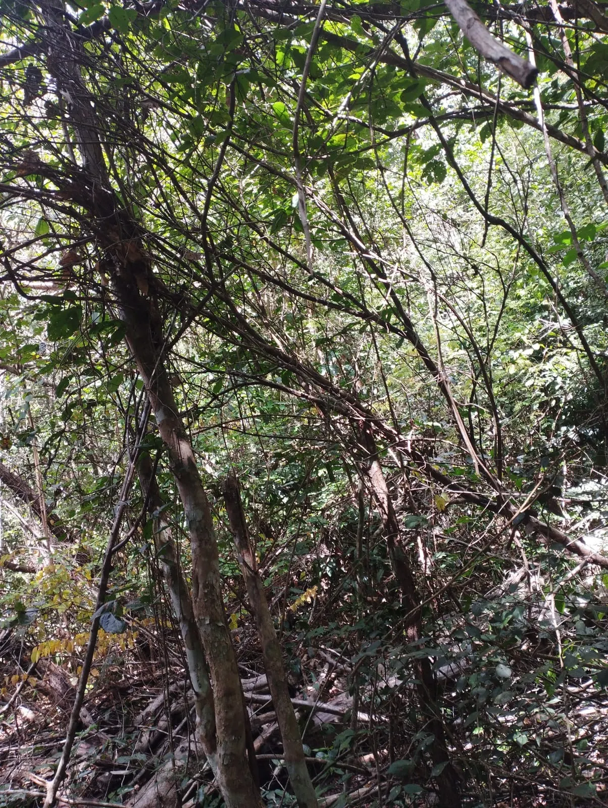 Fazenda à venda e para Arrendar de 1.046 ha em Fernando Falcão, MA, Brasil