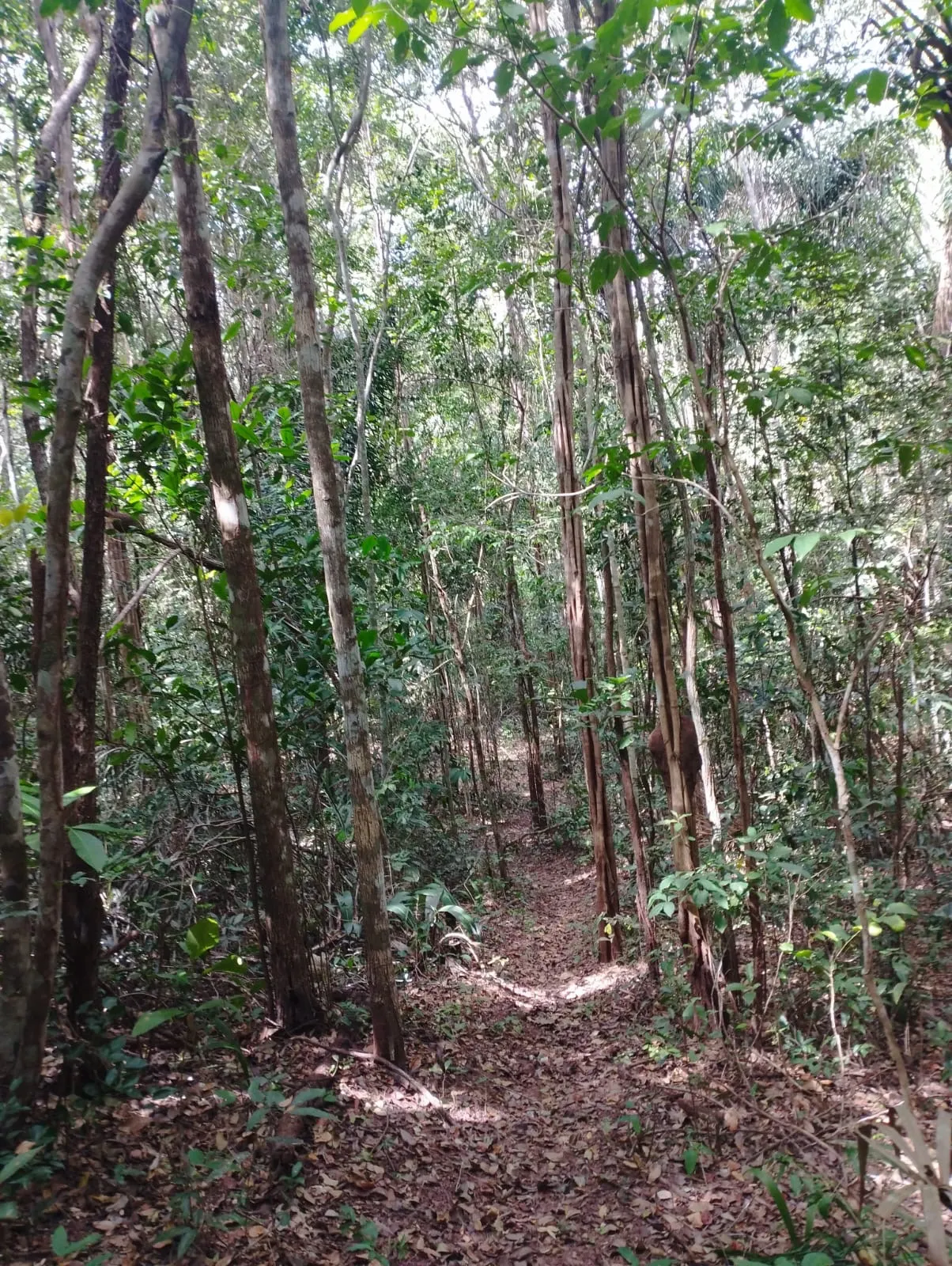 Fazenda à venda e para Arrendar de 1.046 ha em Fernando Falcão, MA, Brasil