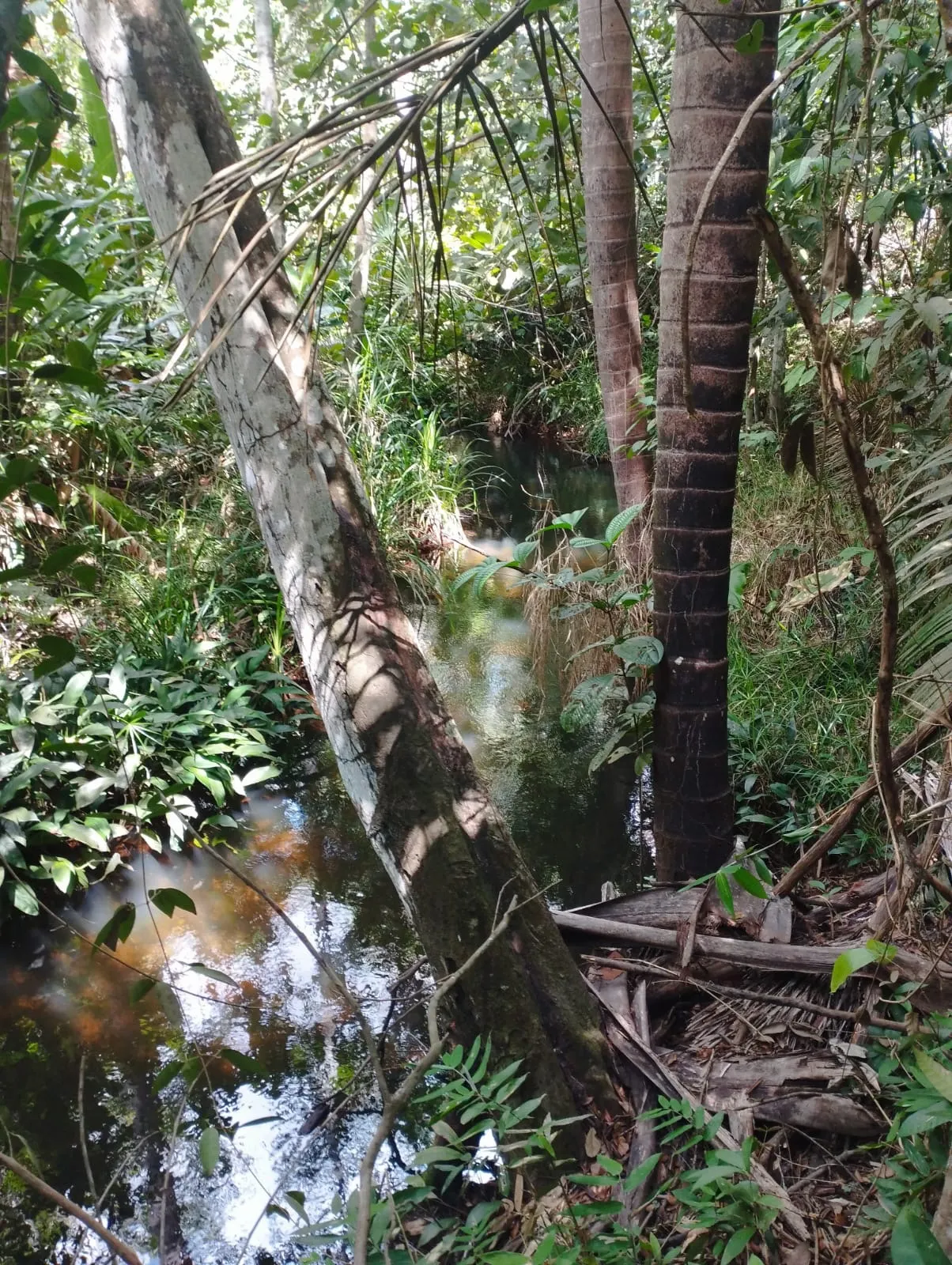 Fazenda à venda e para Arrendar de 1.046 ha em Fernando Falcão, MA, Brasil