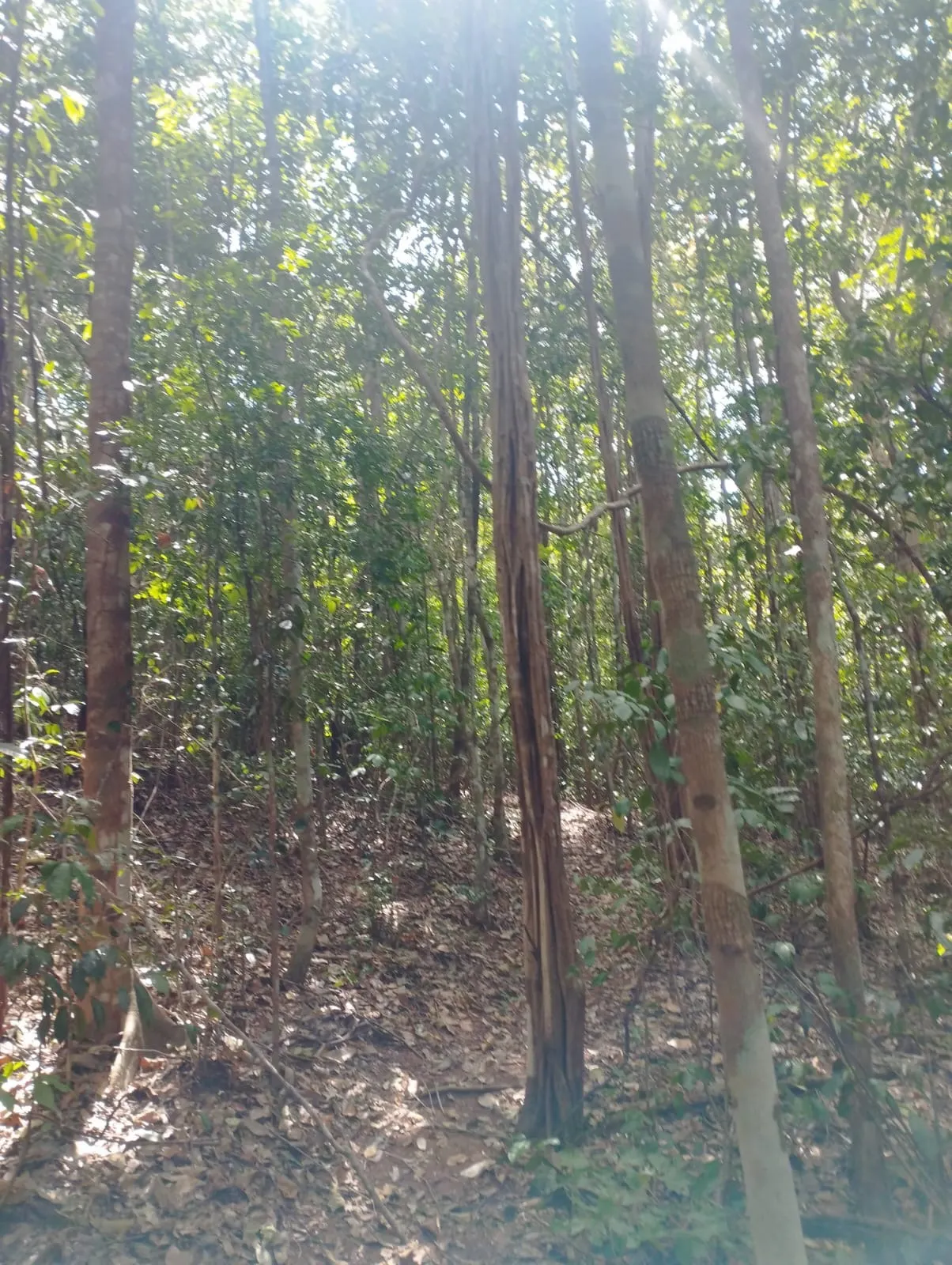 Fazenda à venda e para Arrendar de 1.046 ha em Fernando Falcão, MA, Brasil