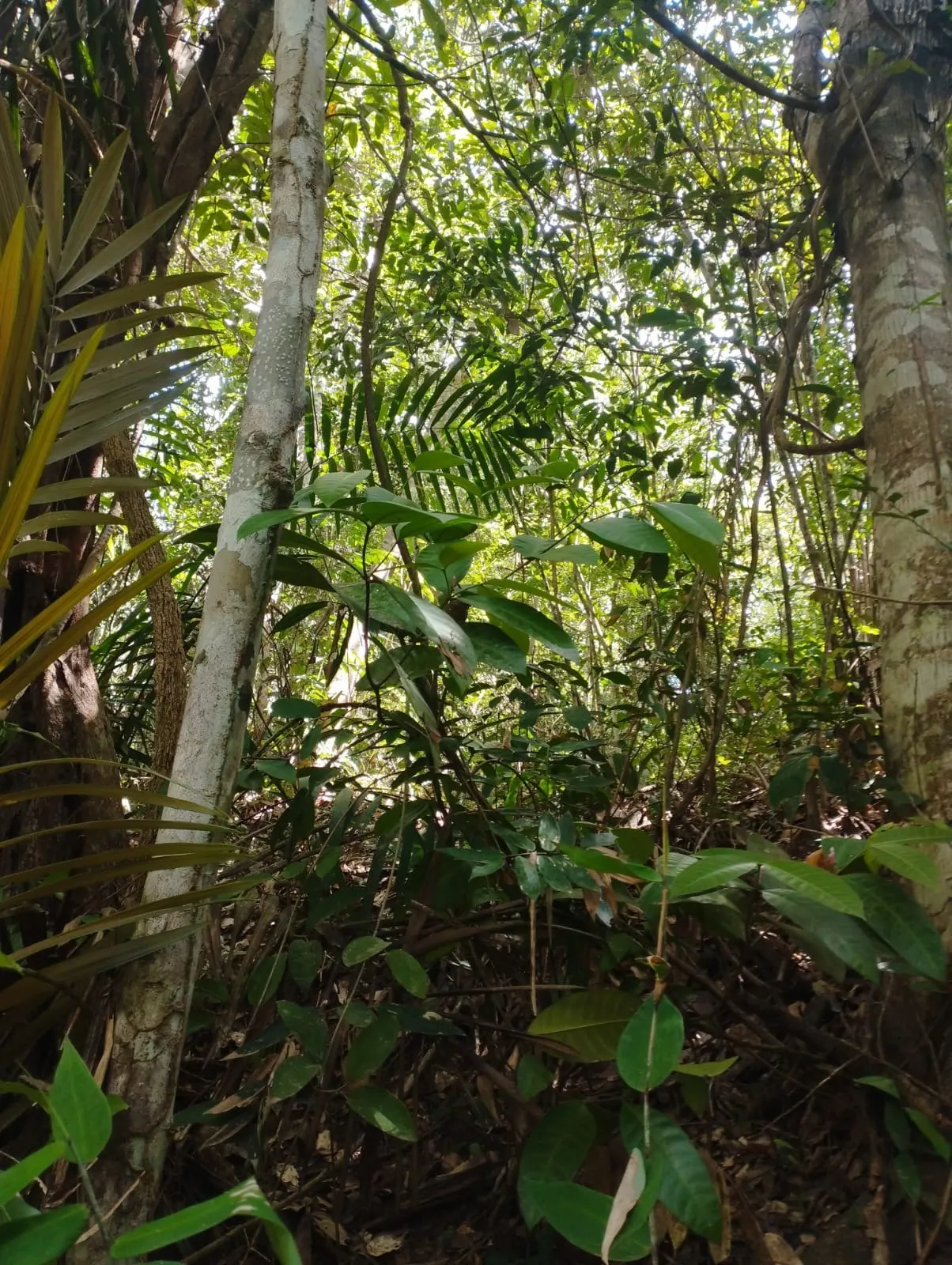Fazenda à venda e para Arrendar de 1.046 ha em Fernando Falcão, MA, Brasil