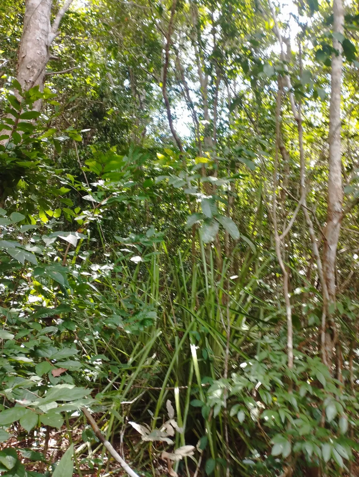 Fazenda à venda e para Arrendar de 1.046 ha em Fernando Falcão, MA, Brasil