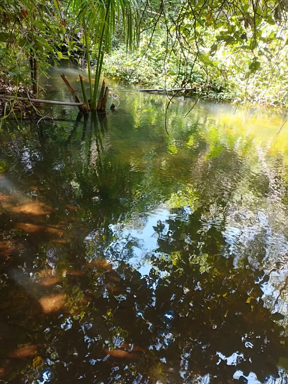 Fazenda à venda e para Arrendar de 1.046 ha em Fernando Falcão, MA, Brasil
