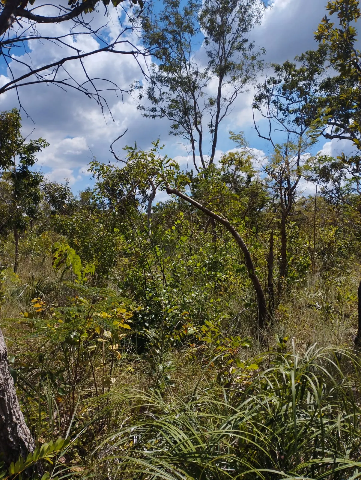 Fazenda à venda e para Arrendar de 1.046 ha em Fernando Falcão, MA, Brasil