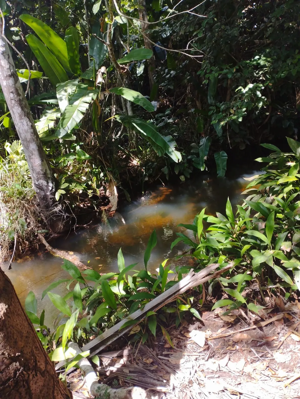 Fazenda à venda e para Arrendar de 1.046 ha em Fernando Falcão, MA, Brasil