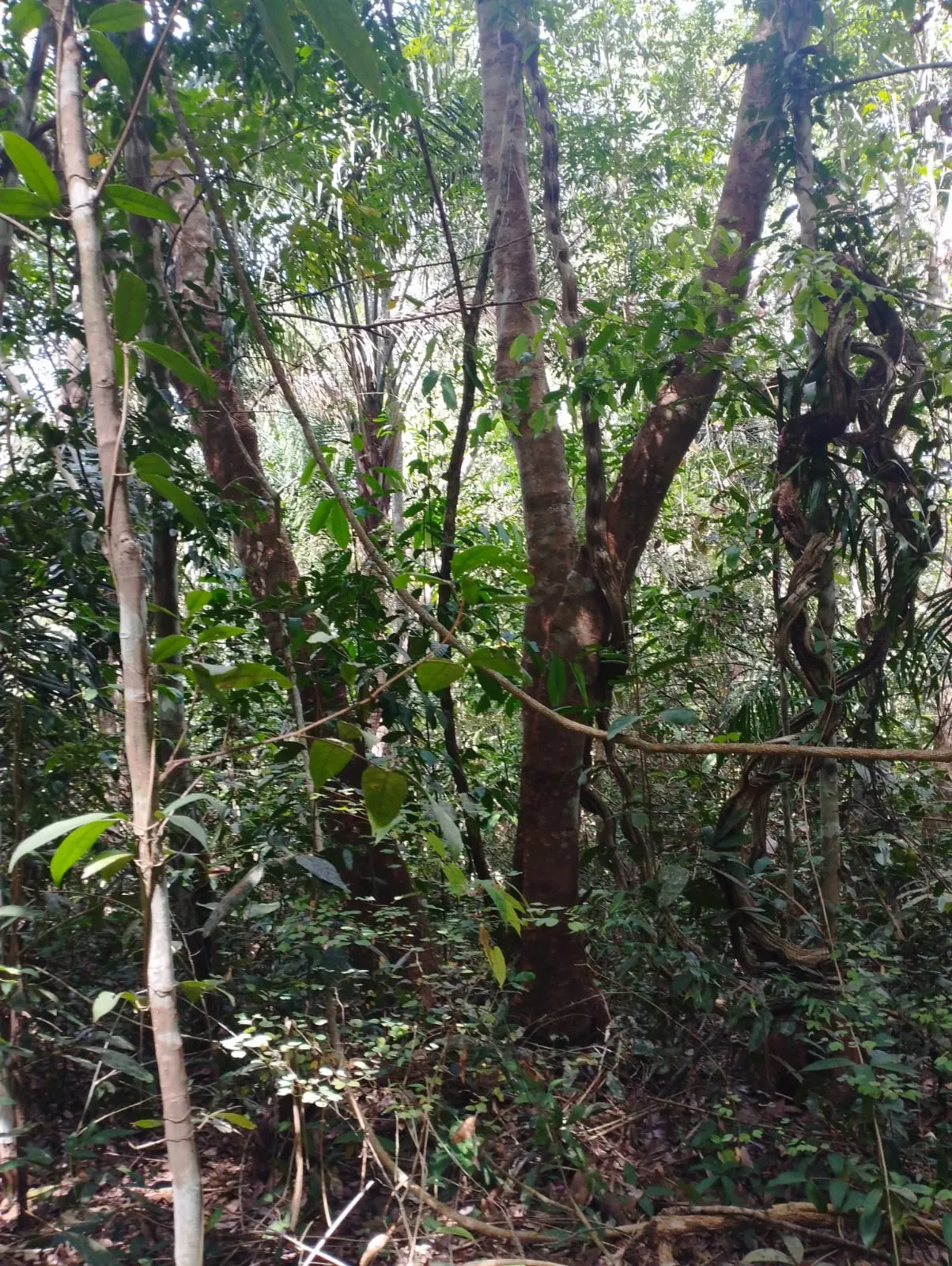 Fazenda à venda e para Arrendar de 1.046 ha em Fernando Falcão, MA, Brasil