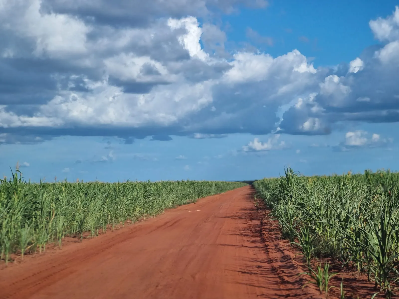 Fazenda à venda e para Arrendar de 1.046 ha em Fernando Falcão, MA, Brasil