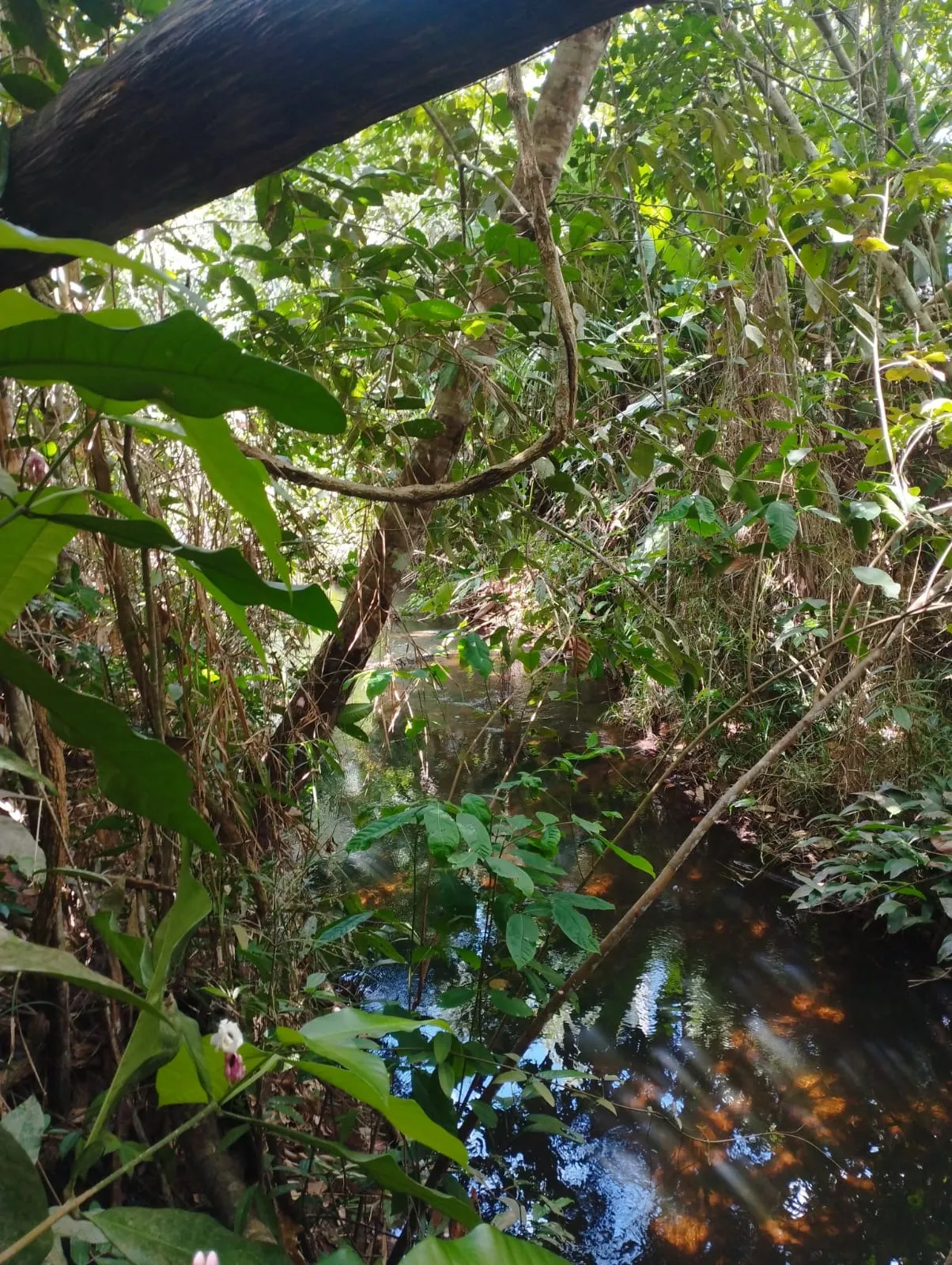Fazenda à venda e para Arrendar de 1.046 ha em Fernando Falcão, MA, Brasil