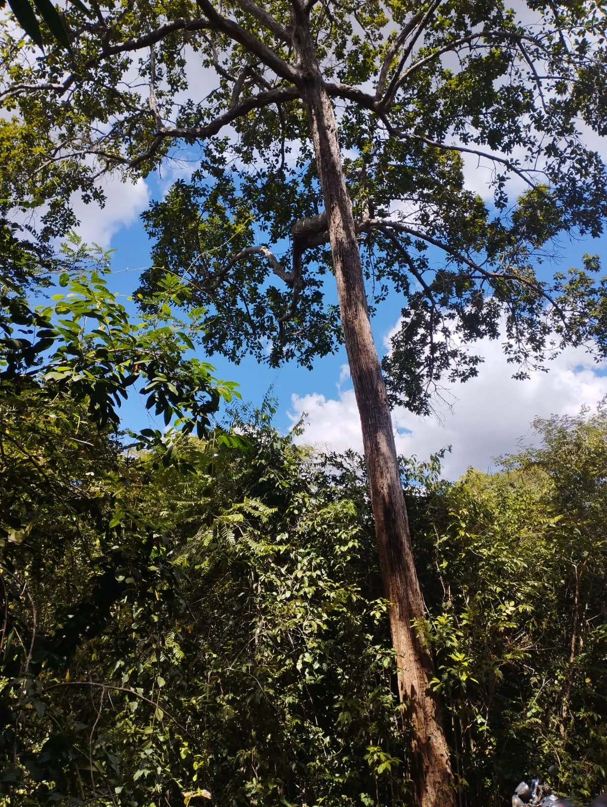 Fazenda à venda e para Arrendar de 1.046 ha em Fernando Falcão, MA, Brasil