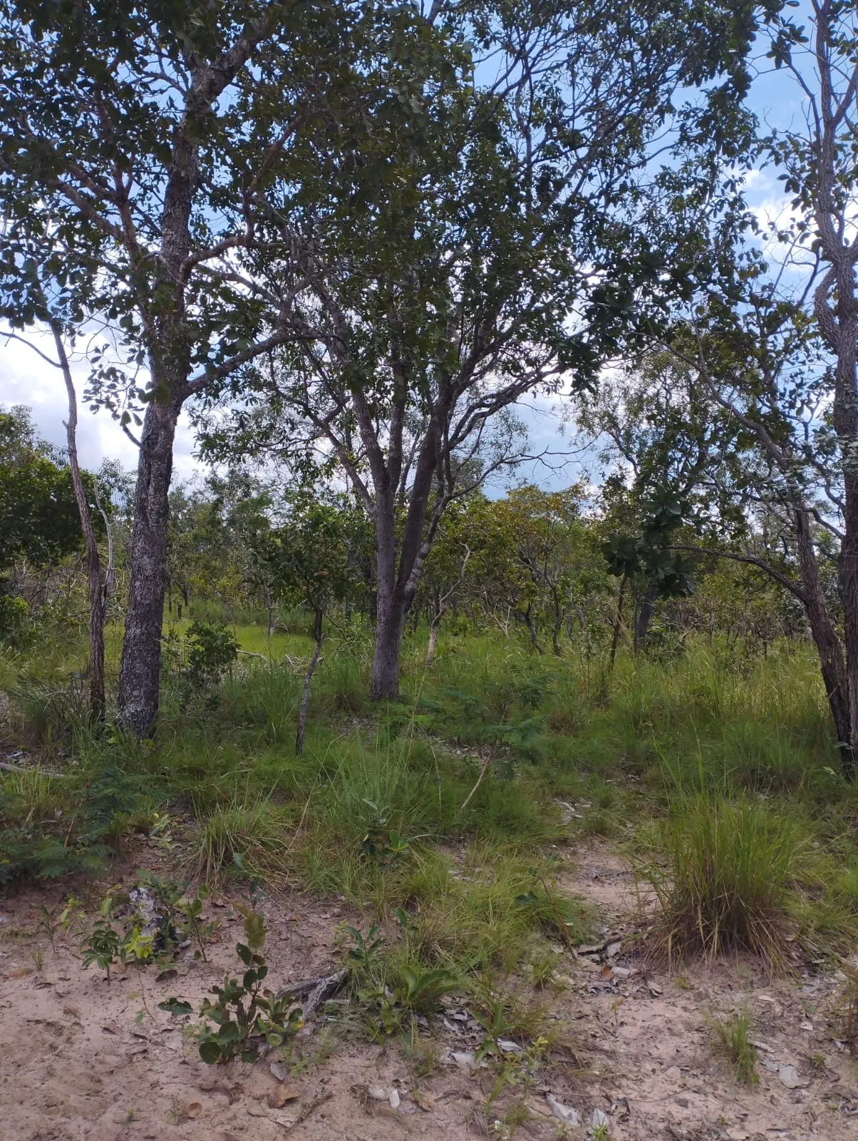 Fazenda à venda e para Arrendar de 1.046 ha em Fernando Falcão, MA, Brasil