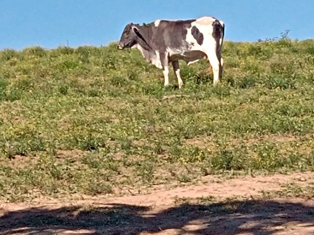 Chácara à venda de 5 ha em Itapetininga, SP, Brasil