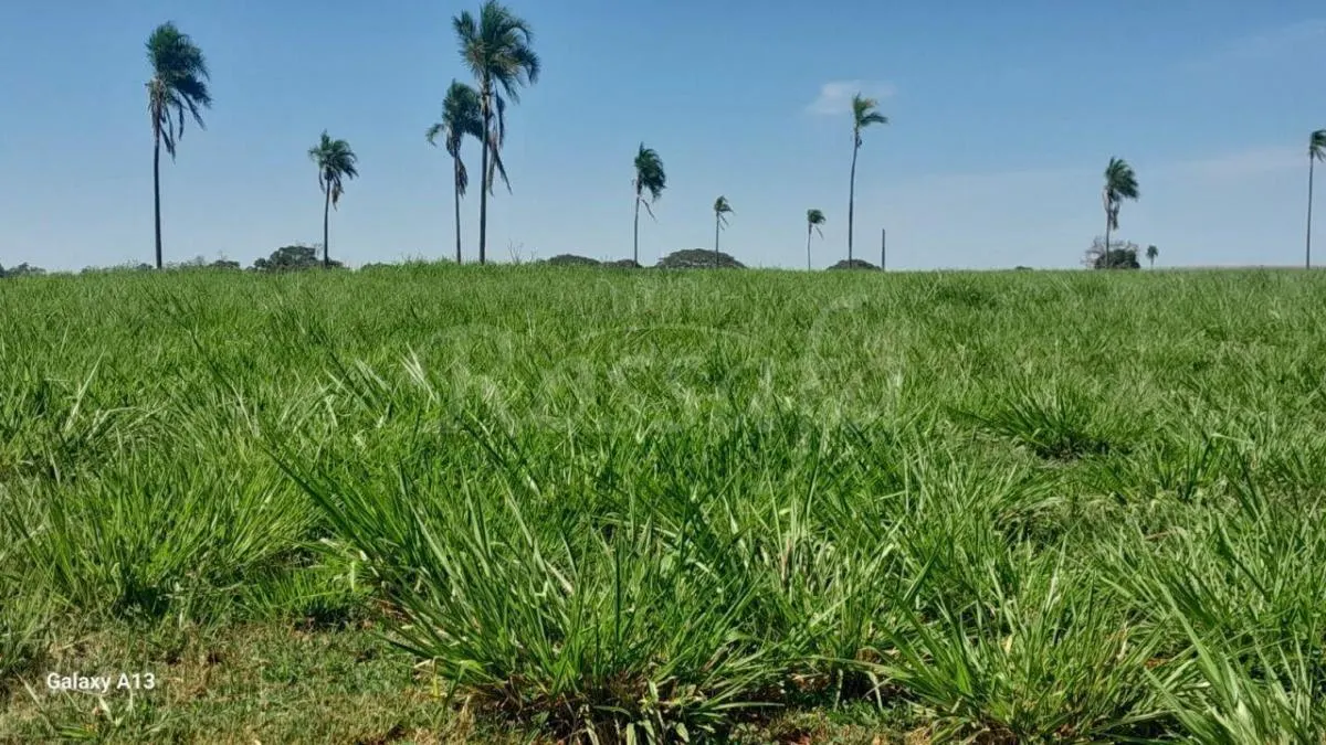 Sítio à venda de 4 ha em Santana da Ponte Pensa, SP, Brasil