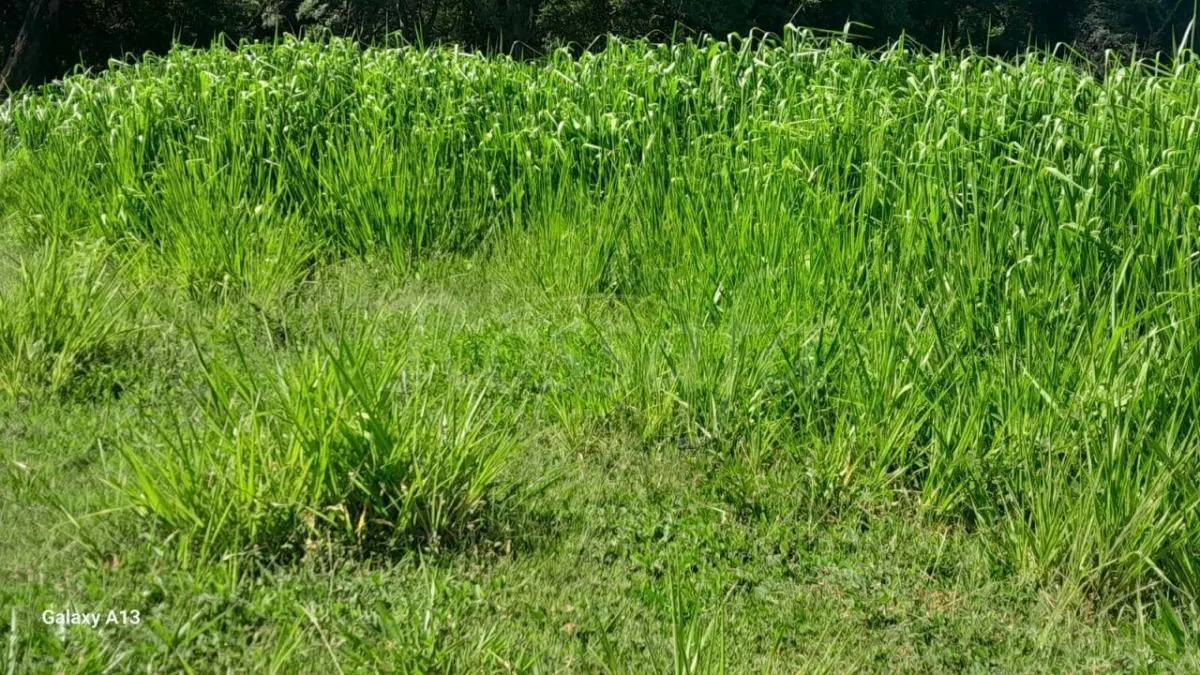 Sítio à venda de 4 ha em Santana da Ponte Pensa, SP, Brasil
