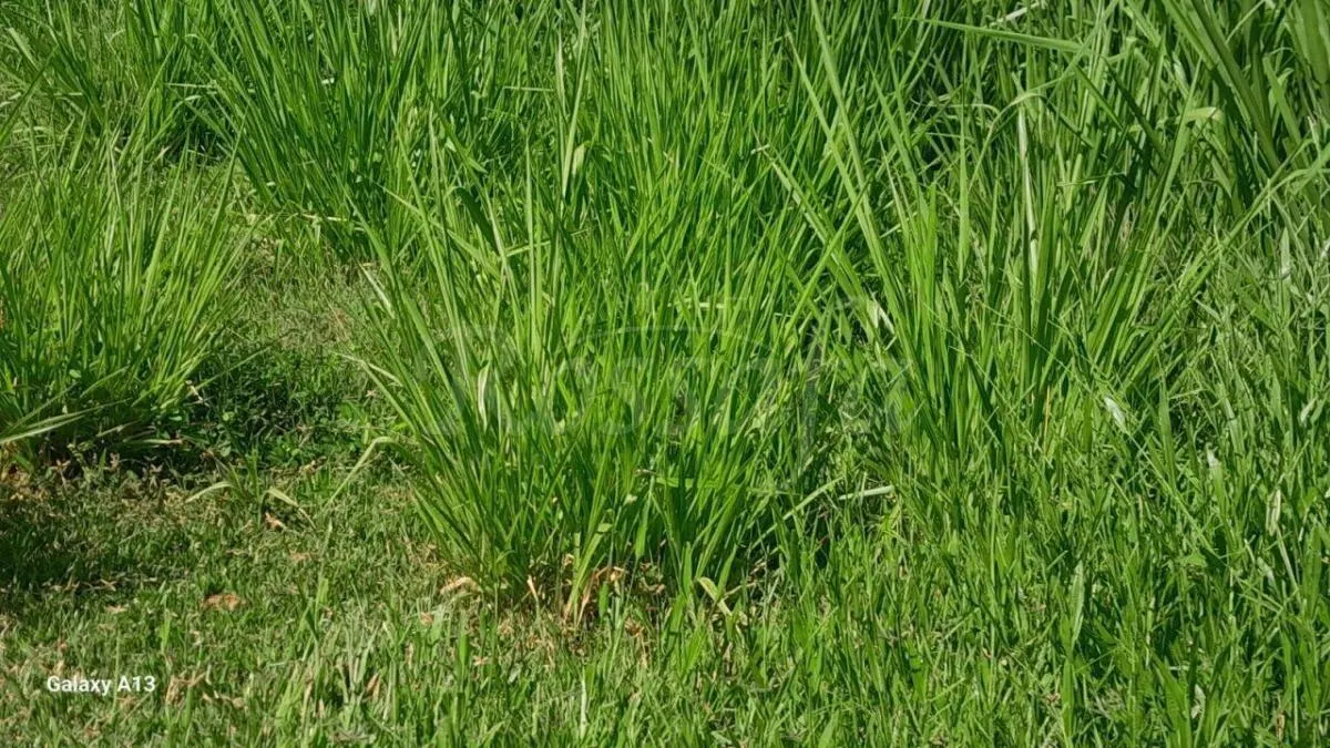 Sítio à venda de 4 ha em Santana da Ponte Pensa, SP, Brasil