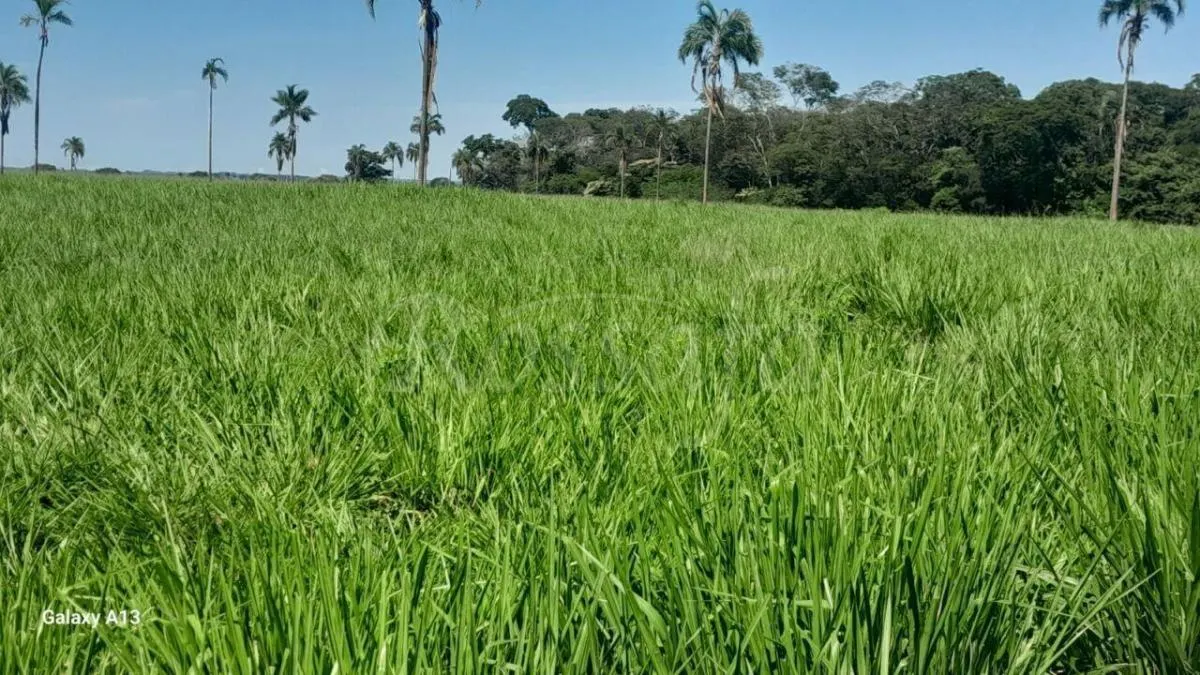 Sítio à venda de 4 ha em Santana da Ponte Pensa, SP, Brasil